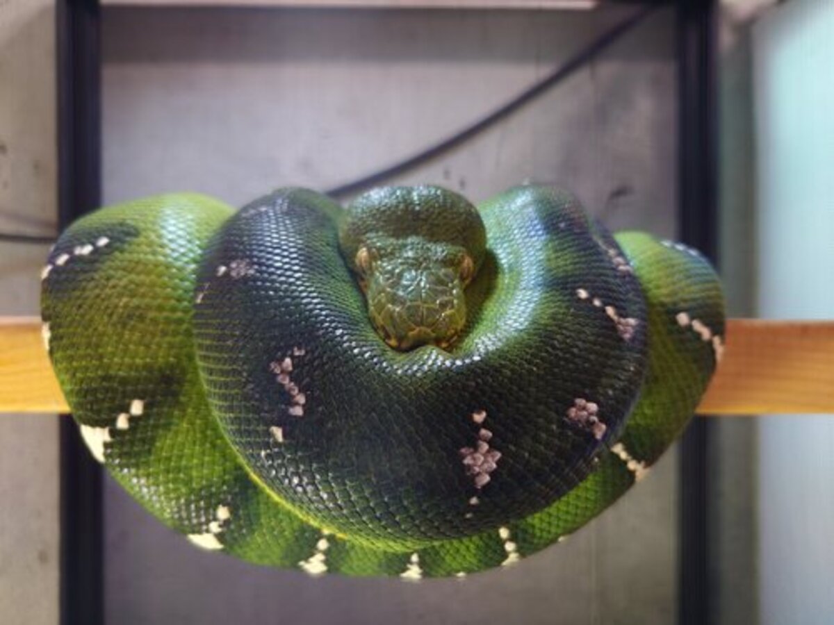 【訳あり】動物の惑星　エメラルドツリーボアplus Amazon | エメラルドツリーボア 爬虫類フィギュア 動物の惑星