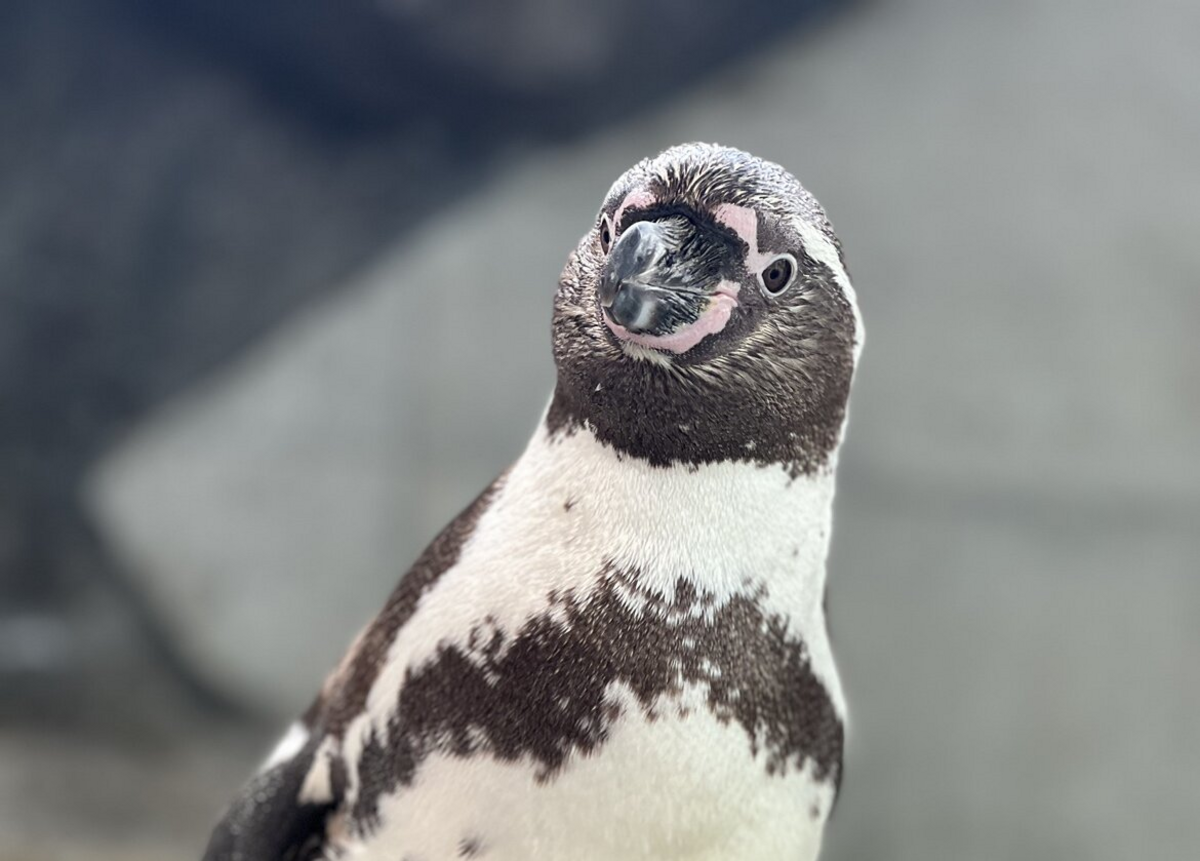 トビペンギン　ヤマドラン　妖精の贈り物　ツルプルン　メガソニックアイ トビペンギン ヤマドラン 妖精の贈り物 ツルプルン メガソニック