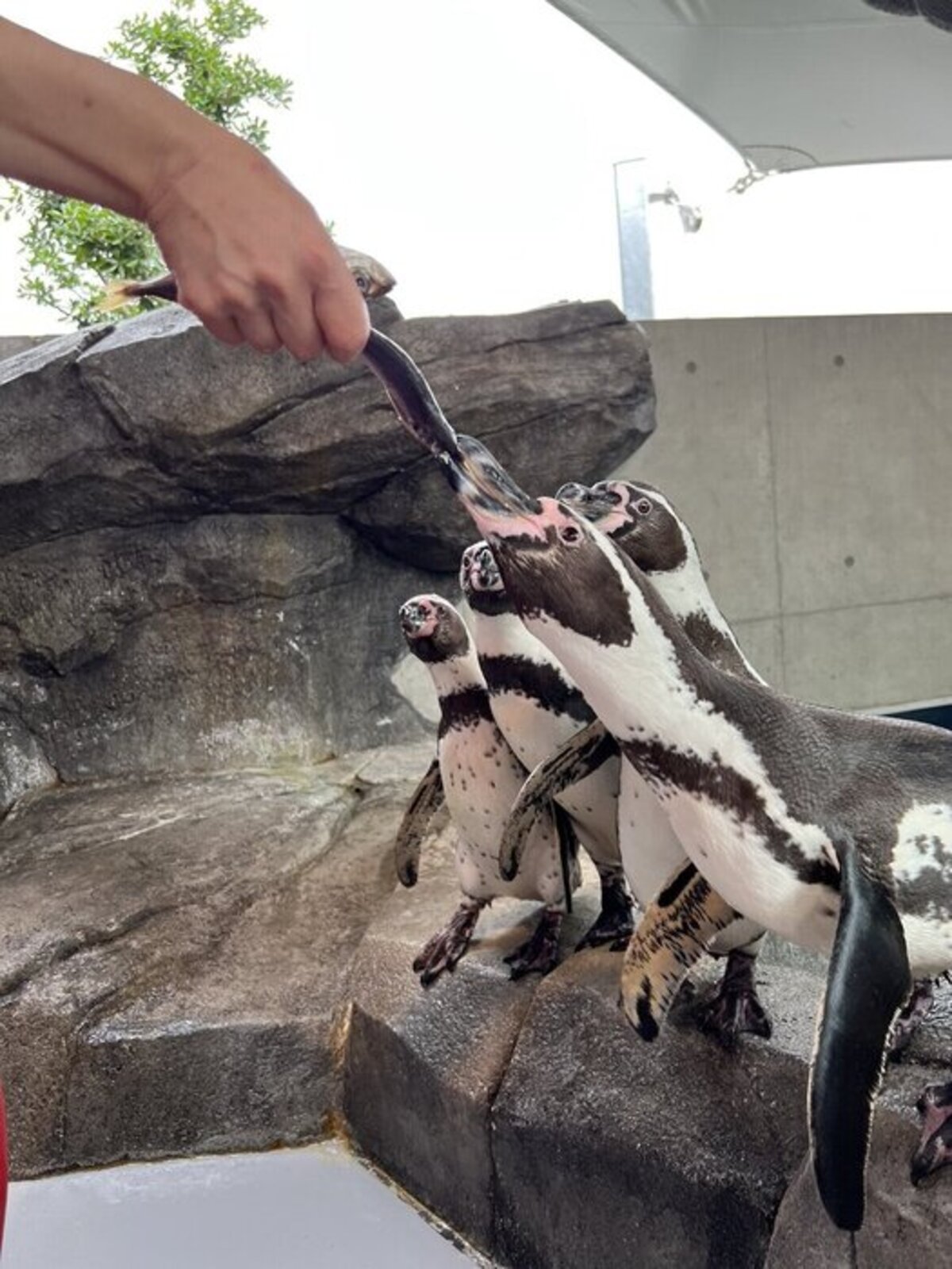 ペンギンネコアアム追加写真確認用 ペンギンネコアアム追加写真確認用