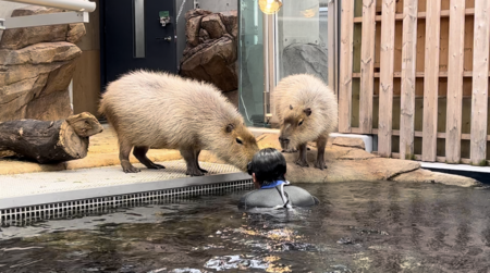 水槽名：átoa sky(アトアスカイ)飼育員に集まるカピバラたち.png