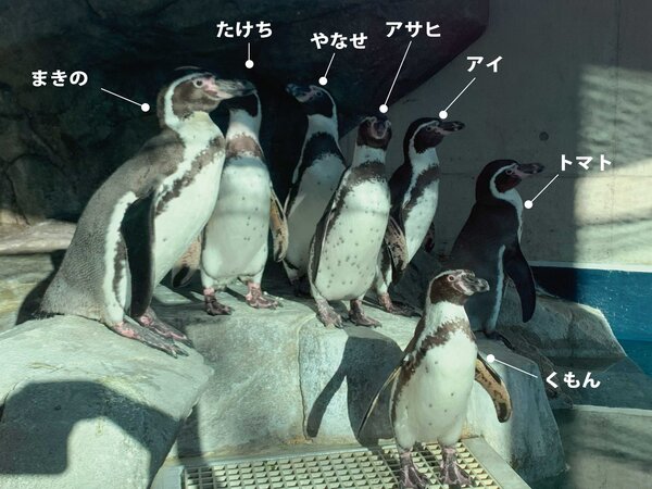 ペンギン画像.jpg
