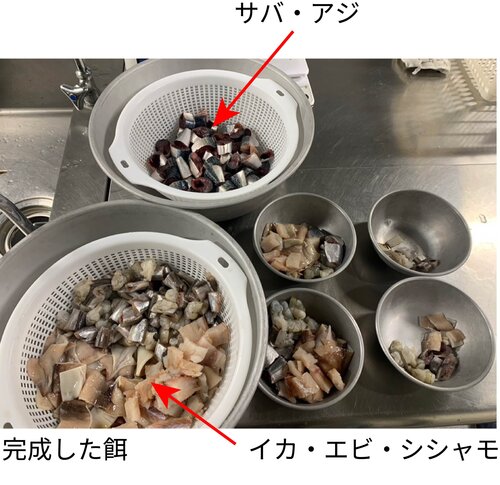 完成した餌.jpg