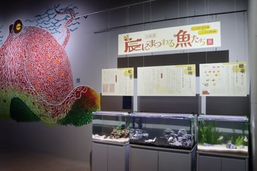 20231227_干支展「辰にまつわる魚たち」_IMG_0271.JPG