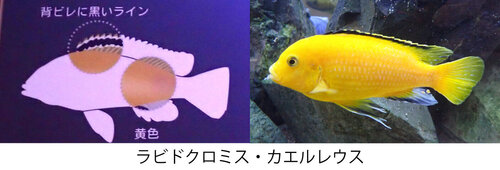④編集済み.jpg