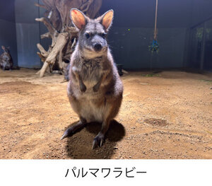 ワラビー.jpg