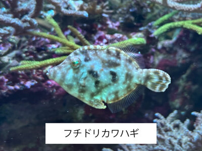 フチドリカワハギ.jpg