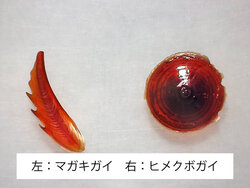 マガキガイとヒメクボガイ.jpg
