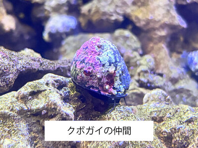 クボガイの仲間.jpg