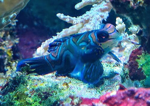 ニシキテグリ.jpg