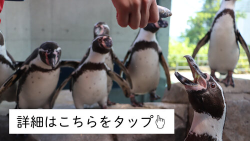 ペンギンフィーディングタイム.jpg