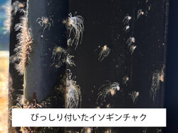 びっしり付いたイソギンチャク.jpg