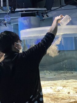 チンアナゴ給餌.JPG