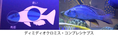 ③編集済み.jpg