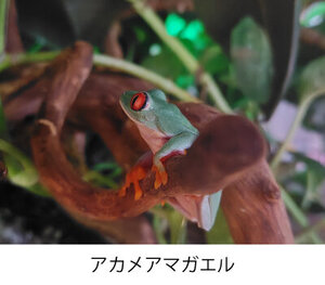 アカメアマガエル.jpg