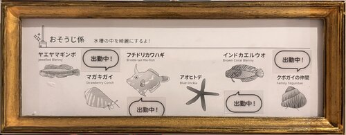 海水お掃除係.jpg