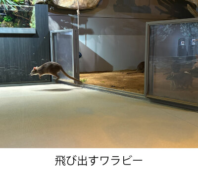 飛び出すワラビー.jpg