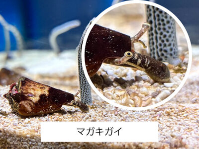 マガキガイ.jpg