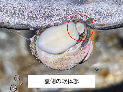 裏側の軟体部.jpg