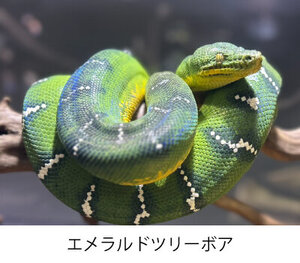 エメラルドツリーボア.jpg