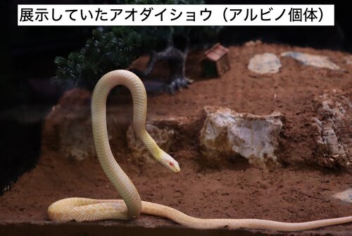 アオダイショウ(キャプションあり).jpeg