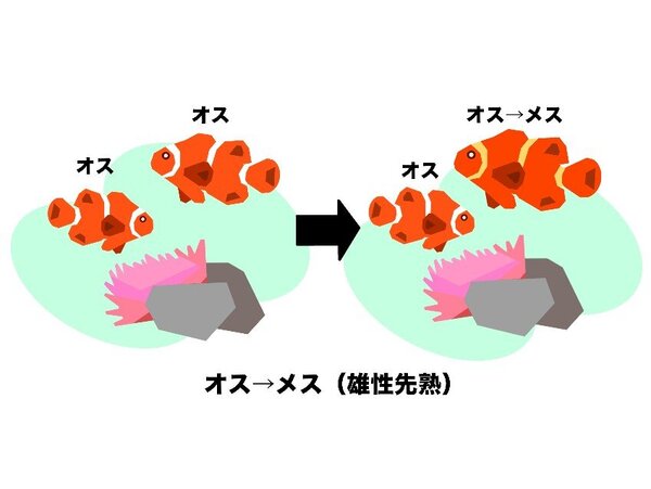 スパインチーク解説.jpg