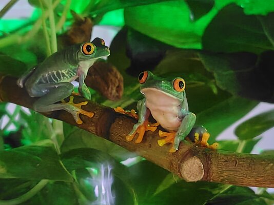 アカメアマガエル.JPG