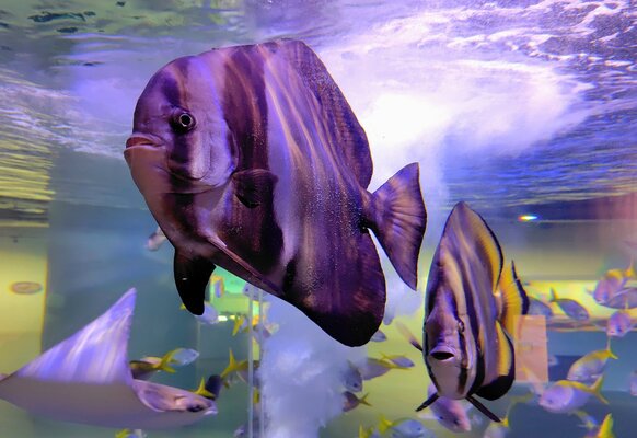 ツバメウオとナンヨウツバメウオ.JPG