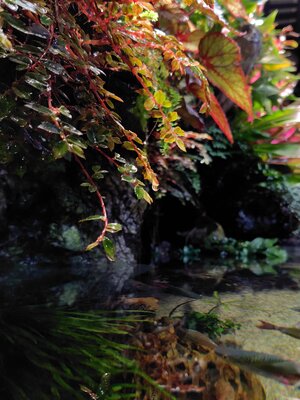 ⑬植物.JPG