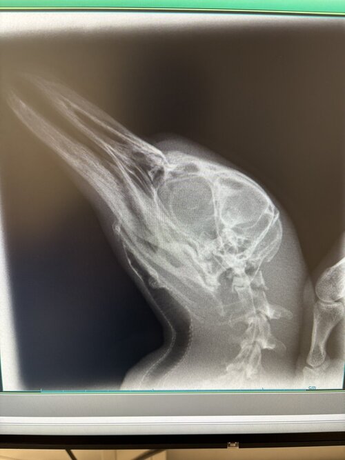 ペンギンレントゲン.jpeg