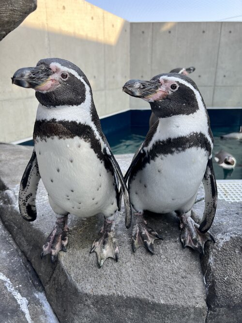 ペンギン.JPG