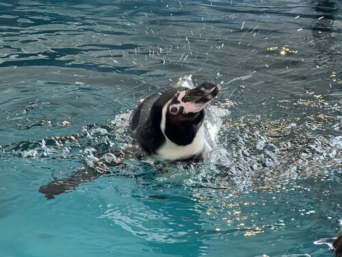 泳ぐペンギン.jpg