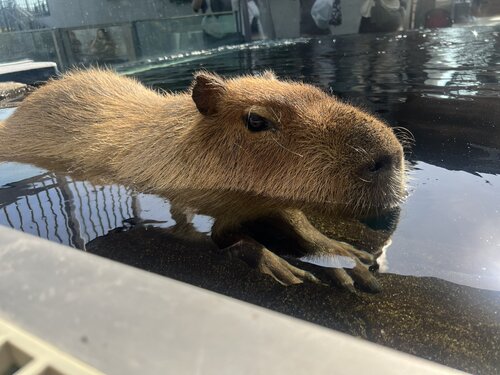 水に浸かるカピバラ.jpg
