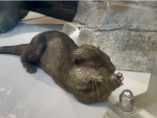 氷食べるカワウソ.PNG