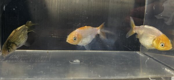 ランチュウ正面.jpg