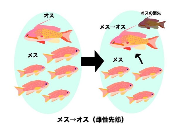 キンギョハナダイ解説.jpg