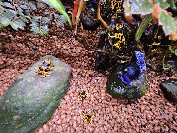 ヤドクガエルデビュー.jpg