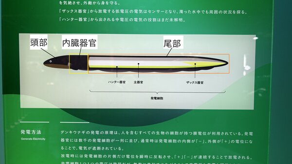 8割が発電細胞.jpg