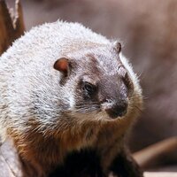 ウッドチャック