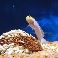 イエローヘッドジョーフィッシュ