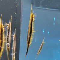 ヘコアユ