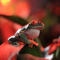 アカメアマガエル