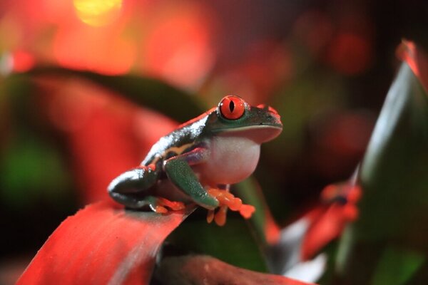 アカメアマガエル