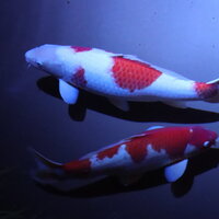 ニシキゴイ