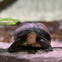 マレーハコガメ