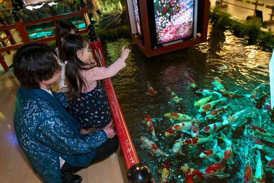 コイの餌やり体験