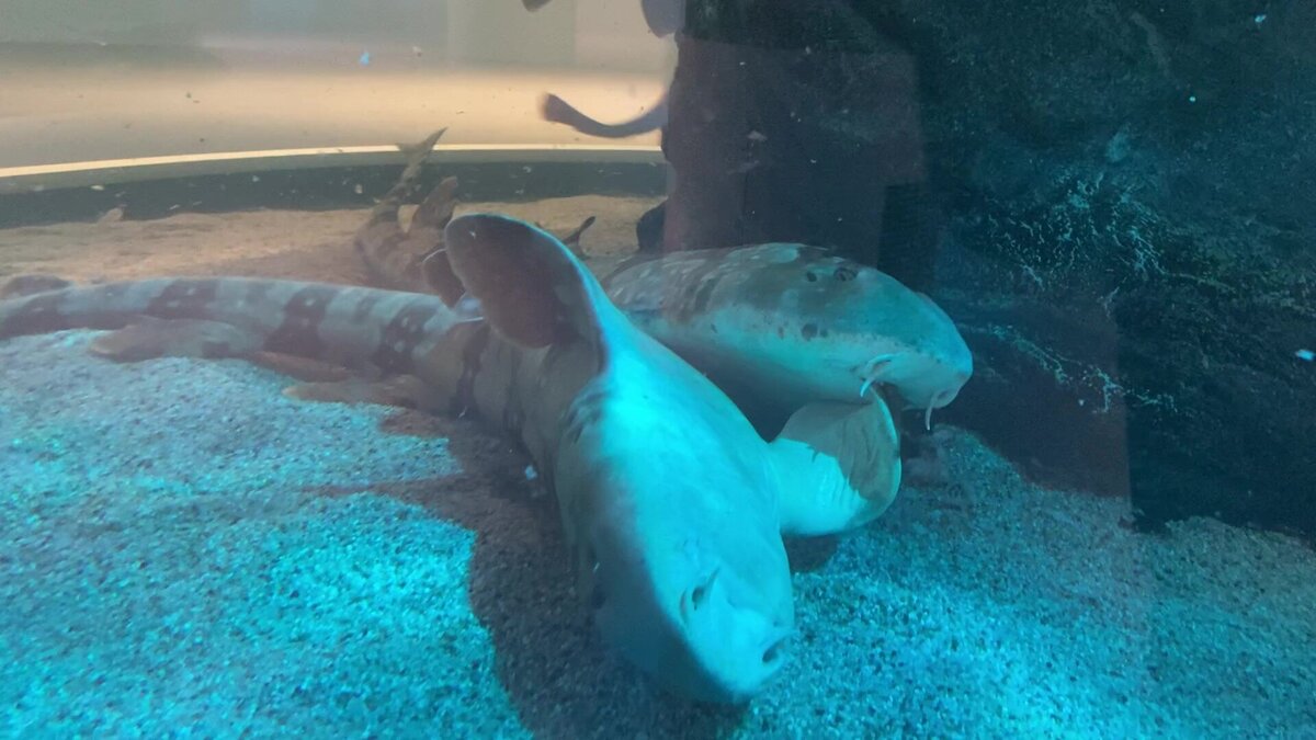 激しい交尾を乗り越えて産卵 テンジクザメの卵を展示します アトア News 公式 アトア Atoa 神戸