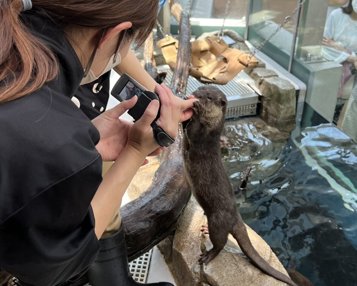 【即日発送】嵐追いの才能（カワウソトークン付） 嵐追いの才能 (Stormchaser's Talent) · Bloomburrow (BLB) #75