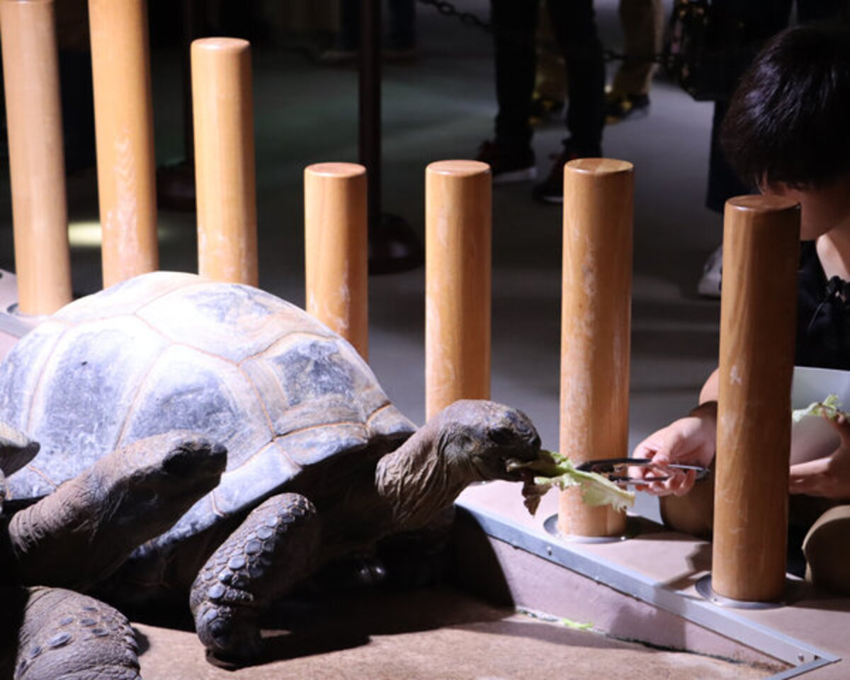 生きものの息遣いを感じる体験型プログラム「ピラルクとゾウガメ 餌やり体験」を新たにスタートします！ 夏休み期間限定で「バックヤードツアー」も開催決定！｜アトア  News｜【公式】アトア átoa（神戸）