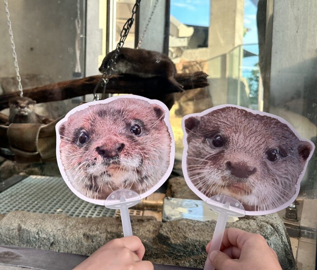 きょとん顔がたまらない『コツメカワウソのうちわ』で推し活を楽しもう