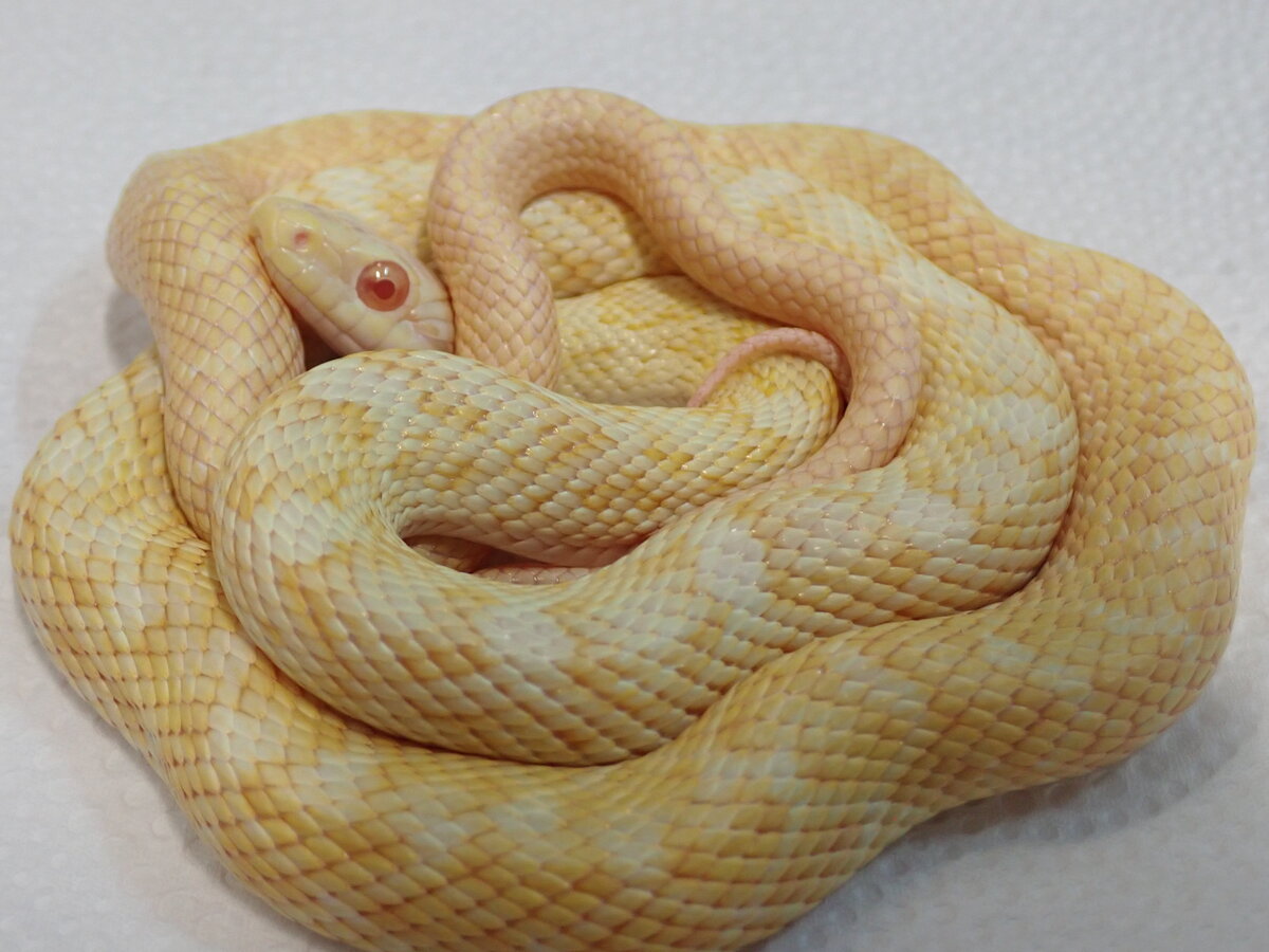 Amazon.co.jp: 白蛇 白へび ヘビ White snake 大 天然大理石 蛇